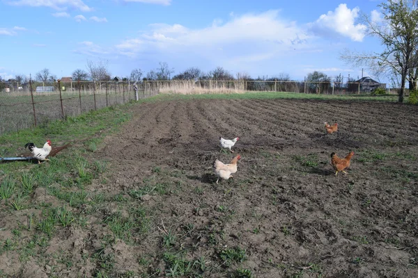 鶏小屋の庭に鶏 鶏肉の栽培 — ストック写真