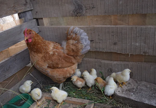 鶏と鶏の母 の鶏小屋の家禽 — ストック写真