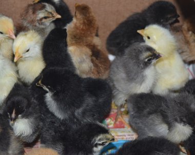 Küçük tavuk. Bireysel tavuk ev kümes hayvanları.