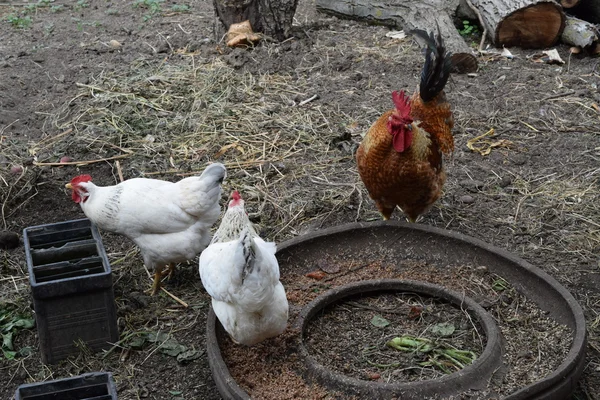 Gallinas Patio Gallinero Cultivo Aves Corral — Foto de Stock