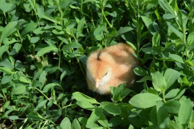 Günlük tavuk. Kümes hayvanları Bakımı. 