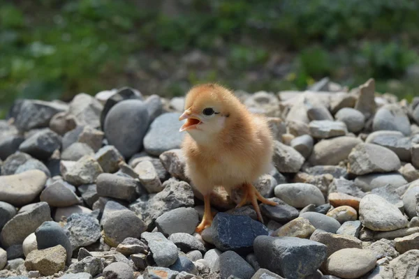 Red daily chicken. The maintenance of poultry in personal subsidiary farm.