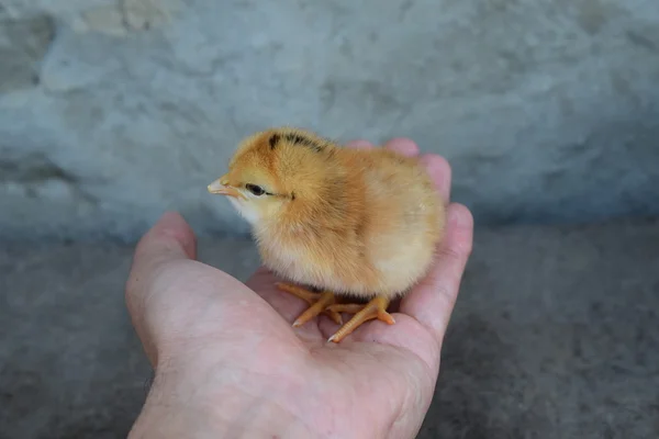 鸡在手掌中 国内母鸡的培养 — 图库照片