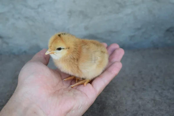 Bir Avuç Tavuk Yerli Tavuk Yetiştiriciliği — Stok fotoğraf