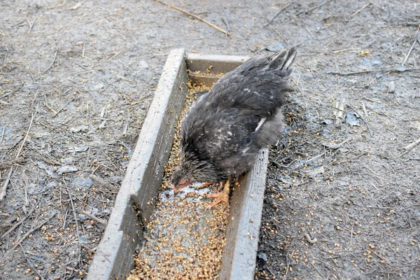 Κότα Pecks Σιτηρών Περιεχόμενο Στην Πίσω Αυλή Αγρόκτημα Κοτόπουλου — Φωτογραφία Αρχείου