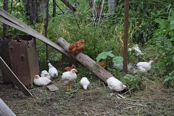 Hühner Hof Eines Hühnerstalls Anbau Von Geflügel — Stockfoto