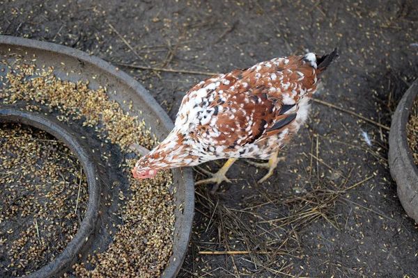 Курица клюет зерно. — стоковое фото