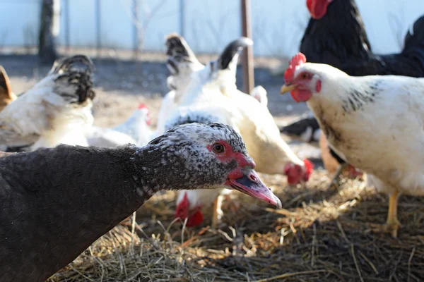 Musky Duck Maintenance Musky Ducks Household — Stock Photo, Image