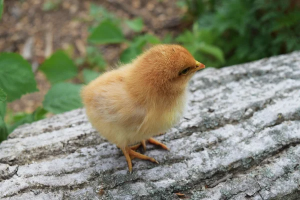 Dagelijkse kip. Onderhoud van pluimvee. — Stockfoto