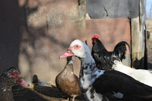 Musky Duck Maintenance Musky Ducks Household — Stock Photo, Image