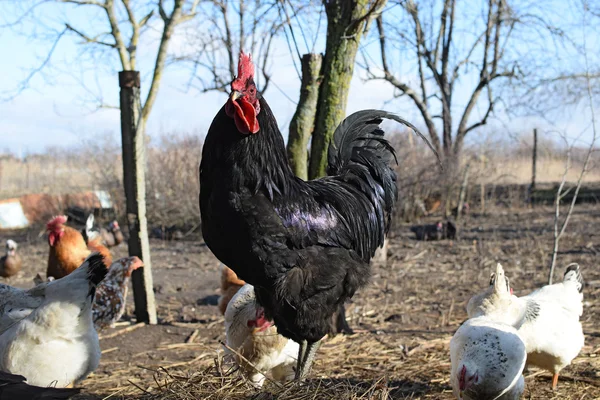 Black young cock — Stock Photo, Image