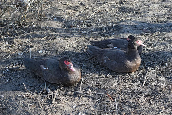 Pato Almiscarado Manutenção Patos Almiscarados Uma Casa — Fotografia de Stock