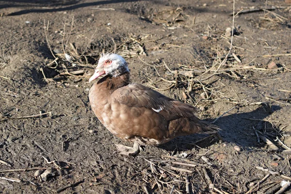 Musky Eend Het Onderhoud Van Musky Eenden Een Huishouden — Stockfoto