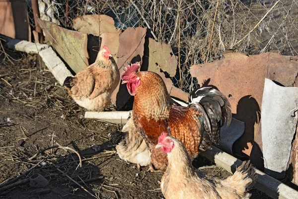 鶏小屋の庭に鶏 鶏肉の栽培 — ストック写真