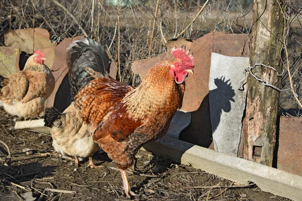 赤い古いコック 裏庭養鶏場をコンテンツします — ストック写真