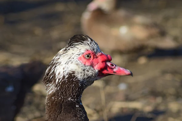 The musky duck — Stock Photo, Image