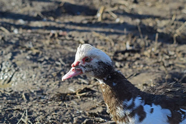 Pato Almiscarado Manutenção Patos Almiscarados Uma Casa — Fotografia de Stock