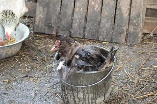Musky Duck Bathes Bucket Water Maintenance Musky Ducks Household — Stock Photo, Image