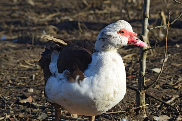 Die Moschusente — Stockfoto