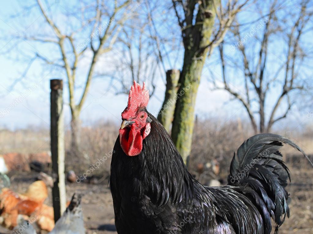Grote zwarte pik jonge