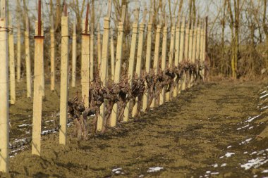 Genç bağ alanı. Polonyalılar ve jartiyer asma telleri.