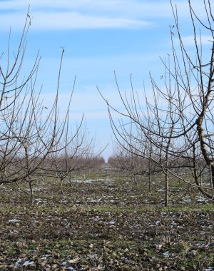 Genç elma bahçesi. Büyüyen ve elma ağaçlarının orchard için bakım.