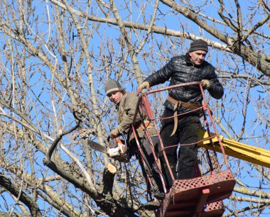 Kaldırma kolu kullanarak budama ağaçlar. Testere kesme gereksiz ağacın dalları. Park ve bahçeler sırasına koyarak.