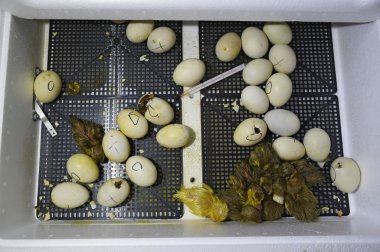 Ördek yavrusu bir kuluçka misk ördek yumurta kuluçkalık. Kümes hayvanları yetiştiriciliği