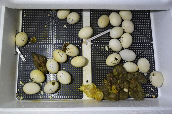 Hatching Eggs Ducklings Musky Duck Incubator Cultivation Poultry — Stock Photo, Image