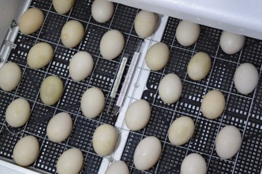 Bir kuluçka makinesine yalan misk ördek yumurta.