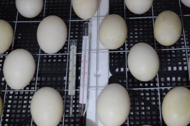 Kuluçka tavuk, ördek yavrusu ve kazların bir sonuç için. Cihazları için bir ev için. Bir kuluçka makinesine yalan Misk ördek yumurta