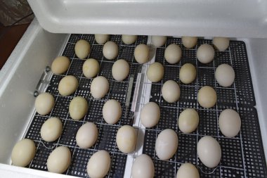 Kuluçka tavuk, ördek yavrusu ve kazların bir sonuç için. Cihazları için bir ev için. Bir kuluçka makinesine yalan Misk ördek yumurta