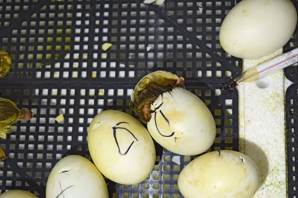 Εκκόλαψη Των Αυγών Του Παπάκια Μοσχοβολιστή Πάπιας Στον Επωαστή Καλλιέργεια — Φωτογραφία Αρχείου