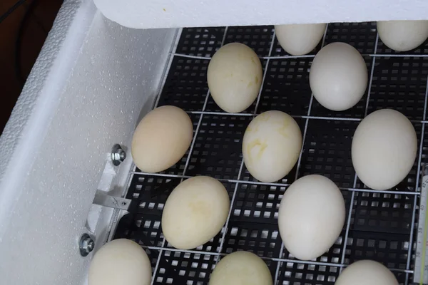 Inkubator För Slutsats Kycklingar Ankungar Och Gäss Mekanismen Vänden Ägg — Stockfoto
