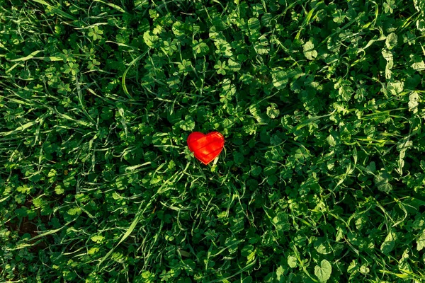 小红心在草地上 情人节的概念 自然之爱 — 图库照片