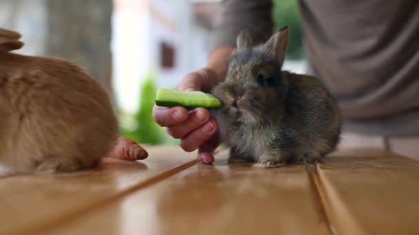 Närbild av söta bruna och grå kaniner. kvinna matar djur med gurka på träbord. hd videofilmer. — Stockvideo