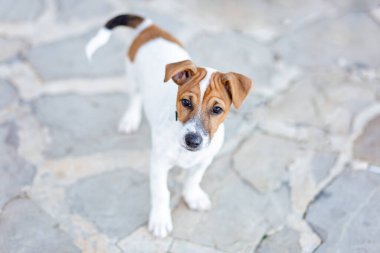 Kaldırımdaki kaldırımlarda köpek yürüyor. Yavru Jack Russell Teriyer yukarı bakıyor