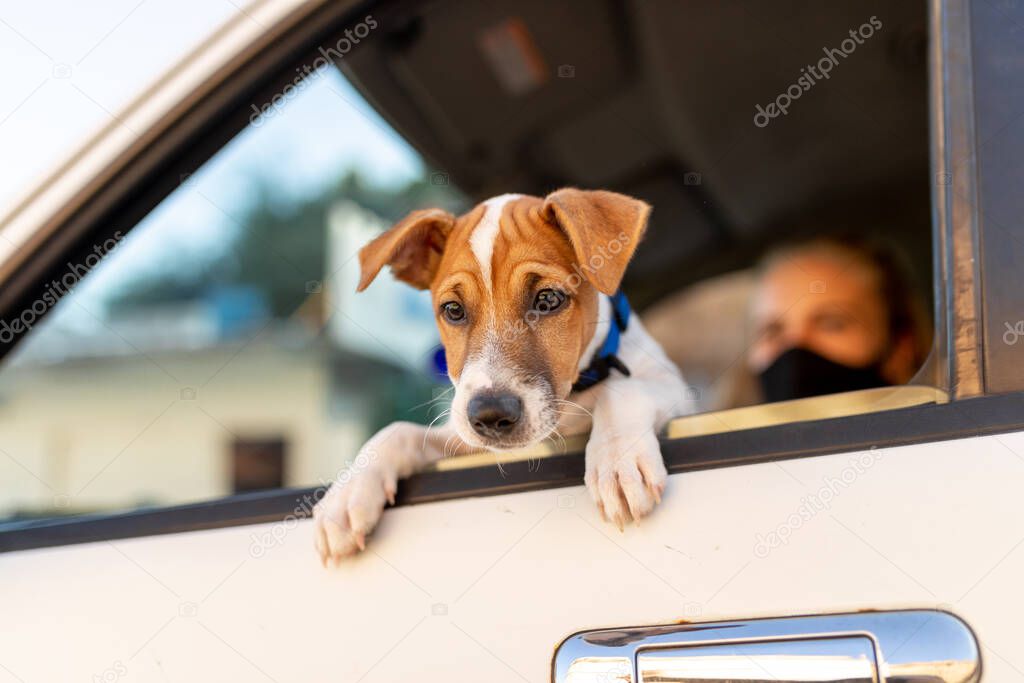 Girl in black mask in the car with a dog jack russell in sunny spring day. Protection against disease and coronavirus during epidemics and pandemics. Covid-19.Travel with pets concept
