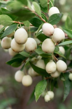 Myrtle Comis, Myrtle 'da yaygındır. Beyaz böğürtlenler dalda, yakın çekim, makro. Kuzey Kıbrıs 'ta doğal vitaminler