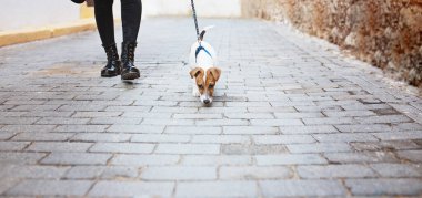 Sokakta köpek gezdiren kimliği belirsiz bir kadın.