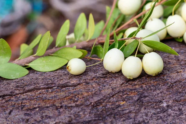 Myrtles Communis Myrtle Bagas Brancas Ramo Close Macro Vitaminas Naturais — Fotografia de Stock