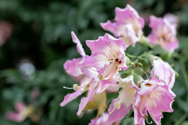 Floss Silk Flower Macro Hang Tree Park Sunny Blur Background — Stock Photo, Image