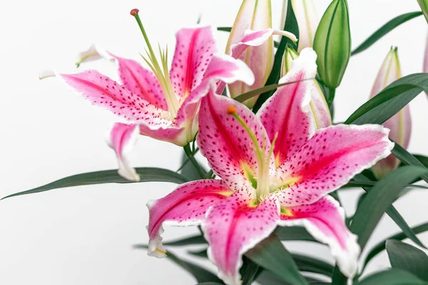 Stargazer Lilies close up on white background — Stock Photo, Image