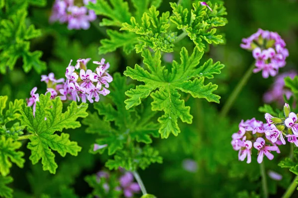 Светло Розовая Роза Герань Сладкий Аромат Герань Pelargonium Могилы Саду — стоковое фото