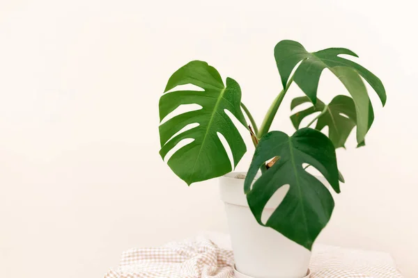 Monstera Plant White Pot Table Light Wall Copy Space — Stock Photo, Image