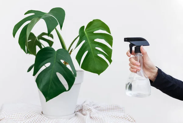 Young Woman Hand Spraying Water Houseplant Monstera Pot Home Closeup — Stock Photo, Image