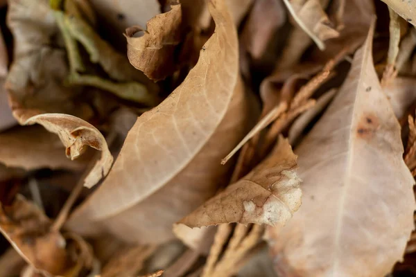 Kuru Yapraklar Yere Düşer Sonbahar Arkaplanı Seçici Odaklanma Makro Kapat — Stok fotoğraf