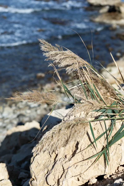 Impresionante luz del día en estas altas hierbas pampeanas 2021 de moda con un fondo de mar rocoso borroso. — Foto de Stock