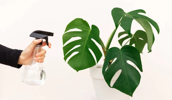 Young woman hand spraying water on houseplant Monstera in pot at home, closeup — Stock Photo, Image