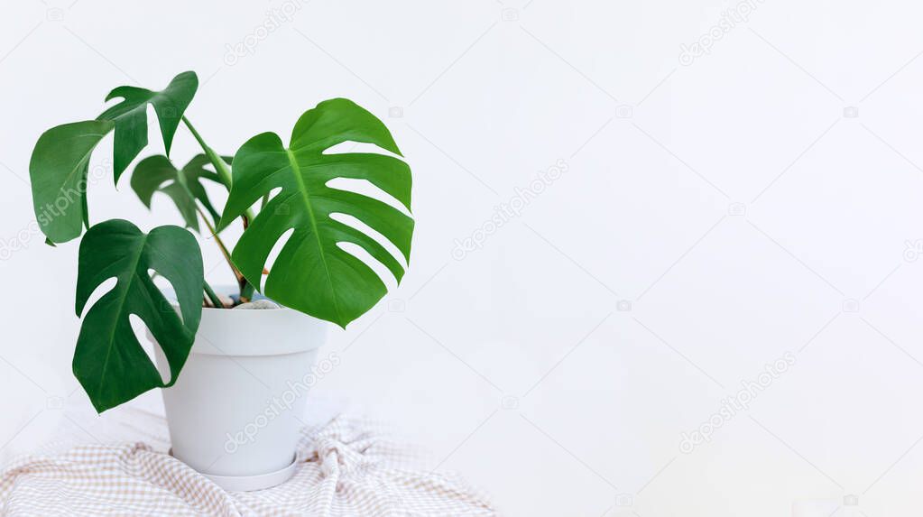 Monstera plant in white pot over light wall with copy space